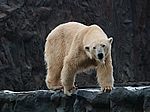 17P3253933