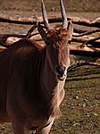 31P3254114