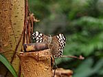 076P4225045