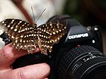 093P4223507