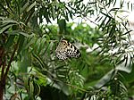 095P4225079
