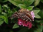 096P4223511