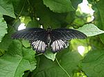 100P4225108